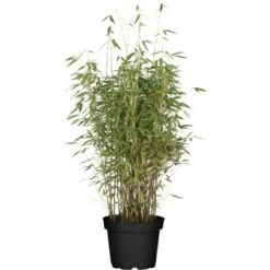 Blauer Drachenschuppenbambus "Blue Lizzard" Höhe 80 - 100 Cm Topf Ca. 15 L