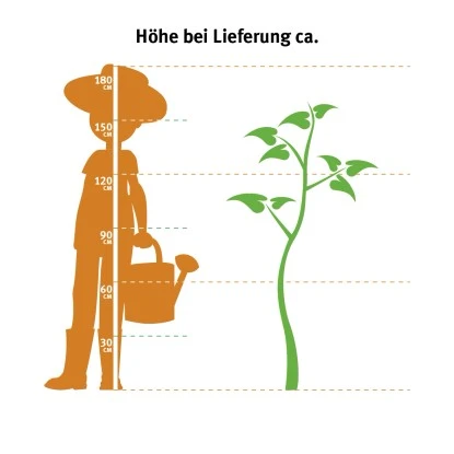 OBI Lebensbaum "Brabant" Höhe Ca. 140 - 160 Cm Topf Ca. 30 L Thuja – Bild 2