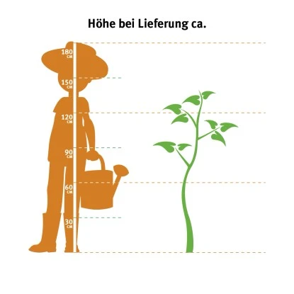 OBI Lebensbaum "Brabant" Höhe Ca. 120 - 140 Cm Topf Ca. 10 L Thuja – Bild 5