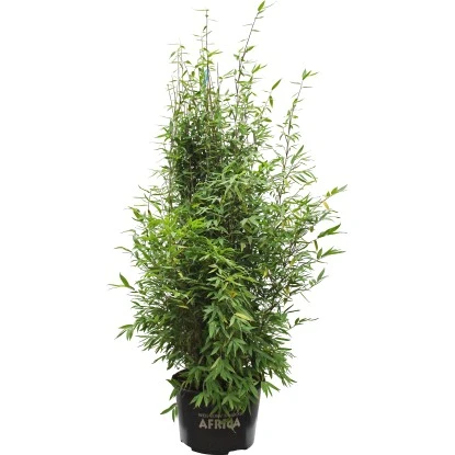 Säulenbambus "Maasai" Höhe 80 - 100 Cm Topf Ca. 15 L Fargesia