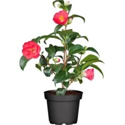 OBI Kamelie Höhe Ca. 60 - 70 Cm Topf-Ø Ca. 19 Cm Camelia