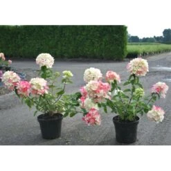 Rispenhortensie "Diamant Rouge" Weiß -Rot Höhe Ca. 40 - 60 Cm Topf Ca. 5 L