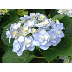 Rispenhortensie "Forever & Ever" Blau Höhe Ca. 50 Cm Topf Ca. 9 L Hydrangea