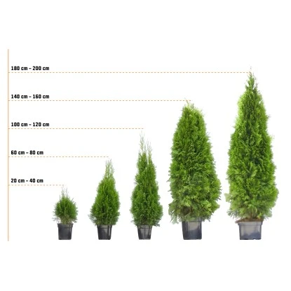 Lebensbaum "Smaragd" Set à 45 Stück Höhe Ca. 80 - 100 Cm Ballenware Thuja – Bild 4