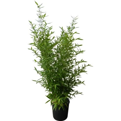 GROW By OBI Bisset-Bambus Topf-Ø Ca. 26 Cm Phyllostachys Bissetii