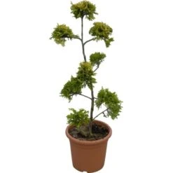 OBI Portugiesischer Kirschlorbeer "Angustifolia" Höhe Ca.40 Cm Topf Ca.5l Prunus