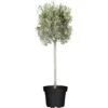GROW By OBI Olivenbaum Höhe Ca. 180 Cm Olea Europaea