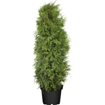 OBI Lebensbaum "Brabant" Höhe Ca. 120 - 140 Cm Topf Ca. 10 L Thuja