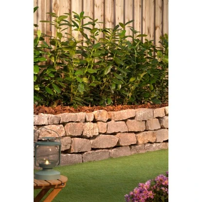 Kirschlorbeer "Caucasica" Höhe Ca. 60 - 80 Cm Topf Ca. 5 LPrunus – Bild 3