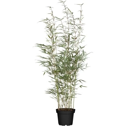 Hoher Heckenbambus Set à 30 Stück Höhe Ca. 175 - 200 Cm Topf-Ø Ca. 18,5 L