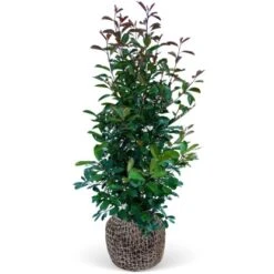 Glanzmispel "Red Robin" Set à 18 Stück Höhe Ca. 175 - 200 Cm Topf Ca. 18,5 L