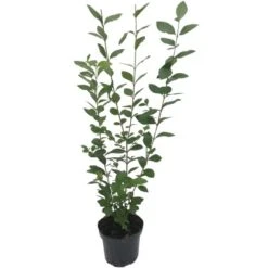 Ovalblättriger Liguster Set à 150 Stück Höhe Ca. 80 - 100 Cm Topf Ca. 3 L