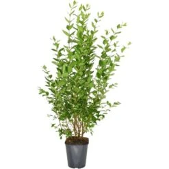 Ovalblättriger Liguster Set à 60 Stück Höhe Ca. 125 - 150 Cm Topf Ca. 5 L