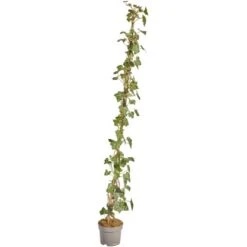 Großblättriger Irischer Efeu Set à 100 Stück Höhe 125 - 150 Cm Topf Ca. 1,5 L