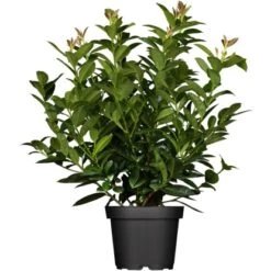 Kirschlorbeer Topf-Ø Ca. 26 Cm Prunus Laurocer. Kleopatra
