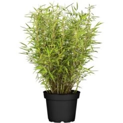 Gartenbambus "Standing Stone" Topf-Ø Ca. 27 Cm Fargesia