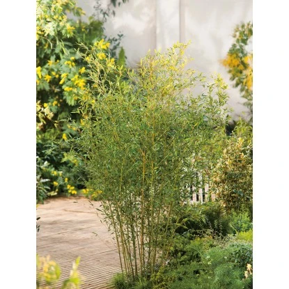 GROW By OBI Bisset-Bambus Topf-Ø Ca. 26 Cm Phyllostachys Bissetii – Bild 2