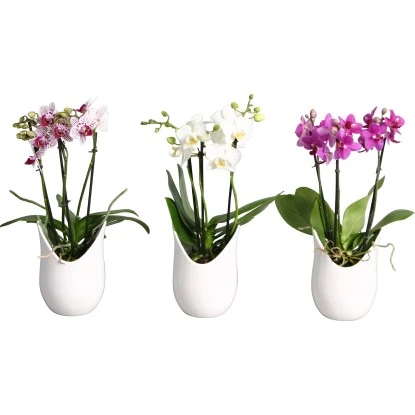 Schmetterlings-Orchidee 3-Trieber In Weißer Keramik Topf-Ø Ca. 9 Cm