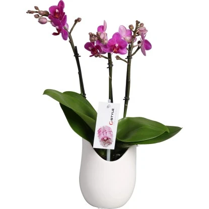 Schmetterlings-Orchidee 3-Trieber In Weißer Keramik Topf-Ø Ca. 9 Cm – Bild 2