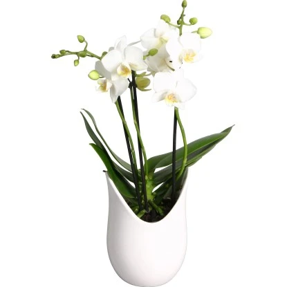 Schmetterlings-Orchidee 3-Trieber In Weißer Keramik Topf-Ø Ca. 9 Cm – Bild 4