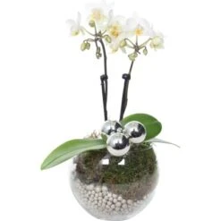 Weihnachtsarrangement Mit Mini-Orchidee Topf-Ø Ca. 6 Cm