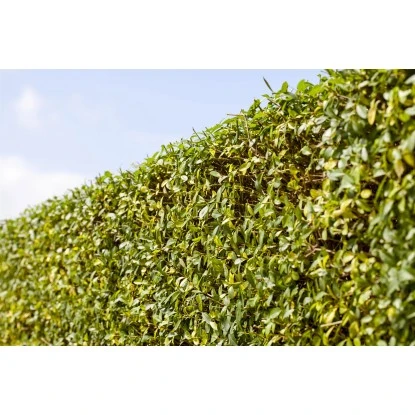 Liguster "Atrovirens" Höhe Ca. 80 - 100 Cm Topf Ca. 5 L Ligustrum Vulgare – Bild 3