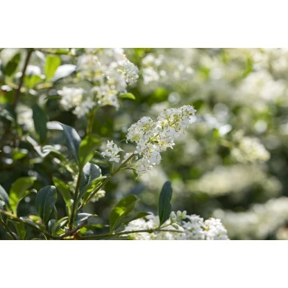 Liguster "Atrovirens" Höhe Ca. 80 - 100 Cm Topf Ca. 5 L Ligustrum Vulgare – Bild 4