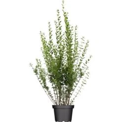 Liguster "Atrovirens" Höhe Ca. 80 - 100 Cm Topf Ca. 5 L Ligustrum Vulgare