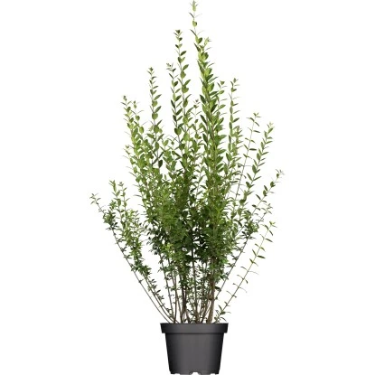 Liguster "Atrovirens" Höhe Ca. 80 - 100 Cm Topf Ca. 5 L Ligustrum Vulgare