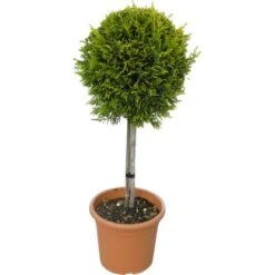 GROW By OBI Gold Leyland-Zypresse "Gold Rider" Höhe Ca. 60 Cm Topf Ca. 9 L