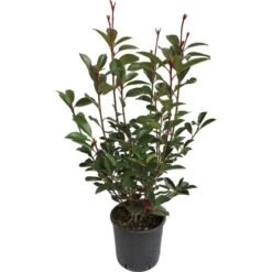 GROW By OBI Glanzmispel "Red Robin" Höhe Ca. 40 - 50 Cm Topf Ca. 5 L Photinia