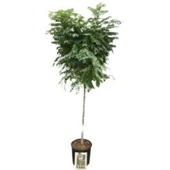 OBI Kugelakazie "Umbraculifera" Halbstamm Höhe Ca. 80 Cm Topf Ca. 18 L Robinia