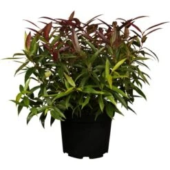 Traubenmyrthe "Burning Love" Weiß Höhe Ca. 5 - 10 Cm Topf Ca. 2 L Leucothoe