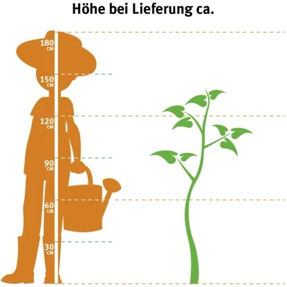 OBI Apfel "Idared" Rot Höhe Ca. 120 - 140 Cm Topf Ca. 7 L Malus – Bild 2