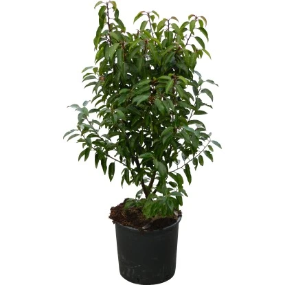 OBI Portugiesischer Kirschlorbeer "Angustifolia" Höhe Ca.70 Cm Topf 10 L Prunus