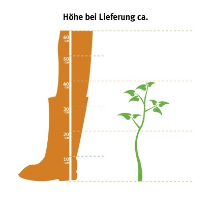 Hainbuche Set à 40 Stück Höhe Ca. 125 - 150 Cm Topf Ca. 5 L Carpinus Betulus – Bild 7