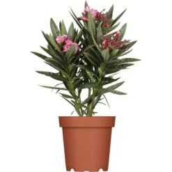 OBI Oleander Busch Topf-Ø Ca. 20 Cm Nerium Oleander