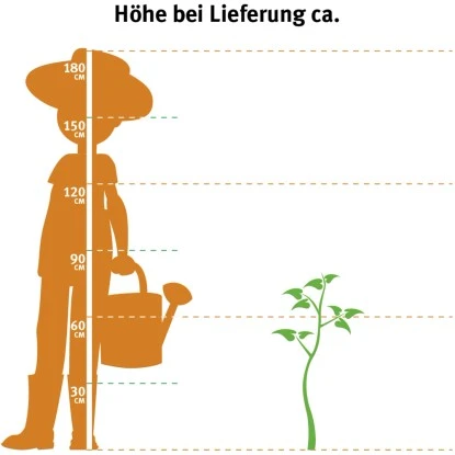 OBI Gartenbambus Höhe 60 - 80 Cm Topf Ca. 5 L Fargesia Murielae – Bild 2