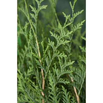 OBI Lebensbaum "Brabant" Höhe Ca. 120 - 140 Cm Topf Ca. 10 L Thuja – Bild 2