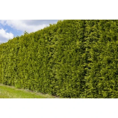 OBI Lebensbaum "Brabant" Höhe Ca. 120 - 140 Cm Topf Ca. 10 L Thuja – Bild 3