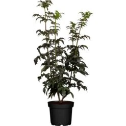 Rotlaubiger Säulenholunder "Black Tower" Höhe Ca. 30 - 40 Cm Topf Ca. 4 L