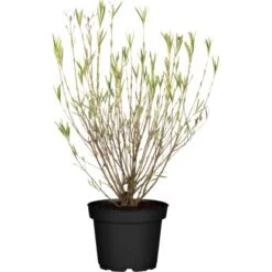 Johanniskraut "Gemo" Gelb Höhe Ca. 40 - 50 Cm Topf Ca. 12 L Hypericum Kalmianum