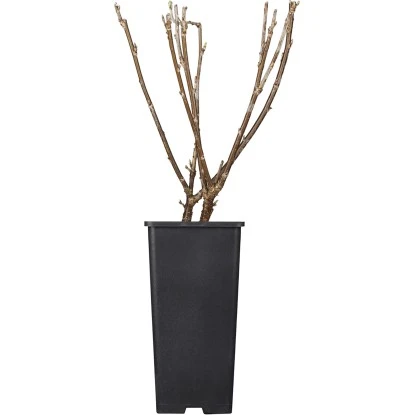 Johannisbeere Weiß Höhe Ca. 40 - 60 Cm Topf Ca. 5 L Ribes Rubrum