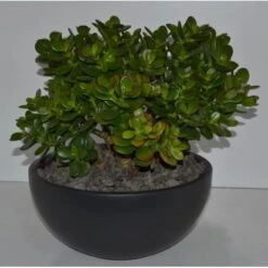Geldbaum In Schale Topf-Ø Ca. 26 Cm Crassula