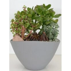 Bepflanzte Schale Mit Sukkulenten Topf-Ø Ca. 25 Cm