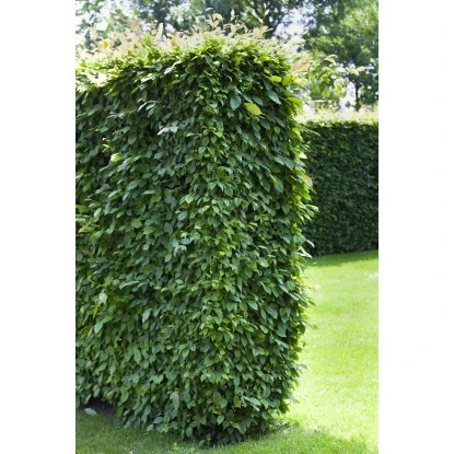 Hainbuche Set à 50 Stück Höhe Ca. 80 - 100 Cm Topf Ca. 3 L Carpinus Betulus – Bild 2