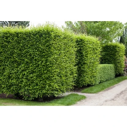 Hainbuche Set à 40 Stück Höhe Ca. 125 - 150 Cm Topf Ca. 5 L Carpinus Betulus – Bild 3