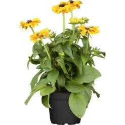 GROW By OBI Niedriger Sonnenhut Topf-Ø Ca. 19 Cm Rudbeckia