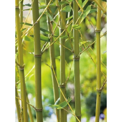 GROW By OBI Bisset-Bambus Topf-Ø Ca. 26 Cm Phyllostachys Bissetii – Bild 3