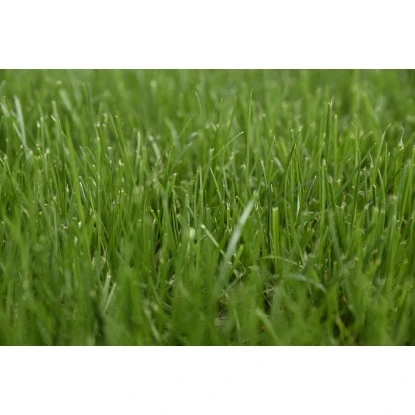 Kiepenkerl Saatgut RSM 3.2 Sportrasen - Regeneration 10 Kg Für 350 M² – Bild 2